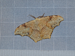 Strepsigonia affinis