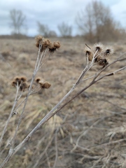 Arctium tomentosum