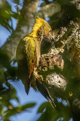 Chrysophlegma flavinucha