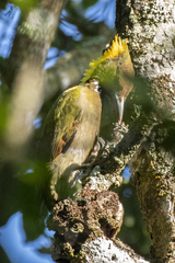 Chrysophlegma flavinucha