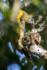 Chrysophlegma flavinucha