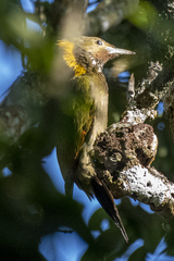 Chrysophlegma flavinucha