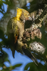 Chrysophlegma flavinucha