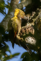 Chrysophlegma flavinucha