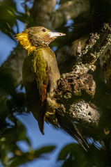 Chrysophlegma flavinucha