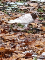 Columba livia domestica