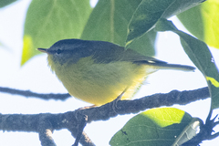 Phylloscopus xanthoschistos