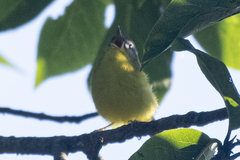 Phylloscopus xanthoschistos