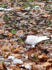 Columba livia domestica