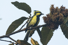 Machlolophus xanthogenys