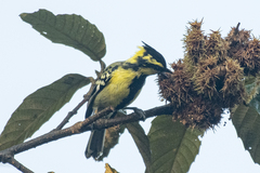 Machlolophus xanthogenys