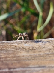 Eusparassus walckenaeri