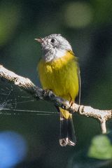 Culicicapa ceylonensis