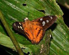 Nascus phintias