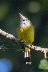 Culicicapa ceylonensis