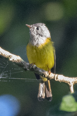 Culicicapa ceylonensis