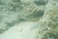 Amblygobius phalaena