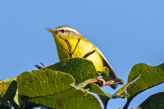 Phylloscopus xanthoschistos