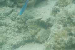 Amblygobius phalaena