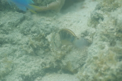 Amblygobius phalaena