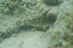 Amblygobius phalaena