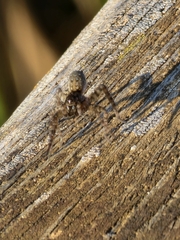 Eusparassus walckenaeri