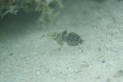 Amblygobius phalaena