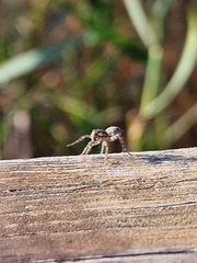 Eusparassus walckenaeri