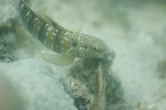 Amblygobius phalaena