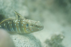 Amblygobius phalaena