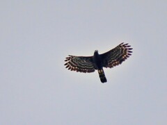 Spizaetus tyrannus
