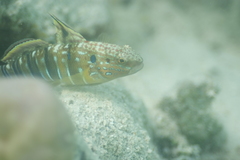Amblygobius phalaena