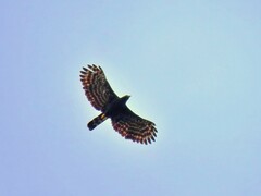 Spizaetus tyrannus