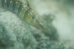 Amblygobius phalaena