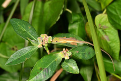 Anolis krugi