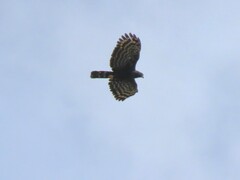 Spizaetus tyrannus