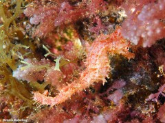 Hippocampus hippocampus