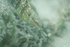 Amblygobius phalaena