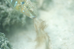 Amblygobius phalaena