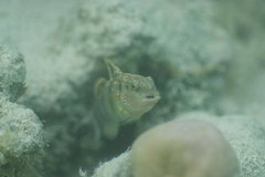 Amblygobius phalaena
