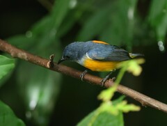 Dicaeum trigonostigma