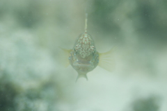 Amblygobius phalaena