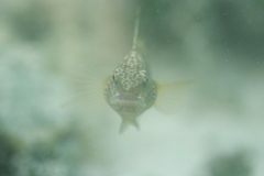 Amblygobius phalaena
