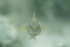 Amblygobius phalaena