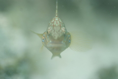 Amblygobius phalaena