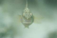 Amblygobius phalaena