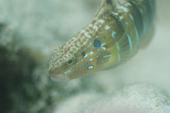 Amblygobius phalaena