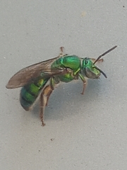 Pseudaugochlora