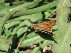 Hylephila fasciolata