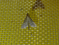 Dolicharthria punctalis